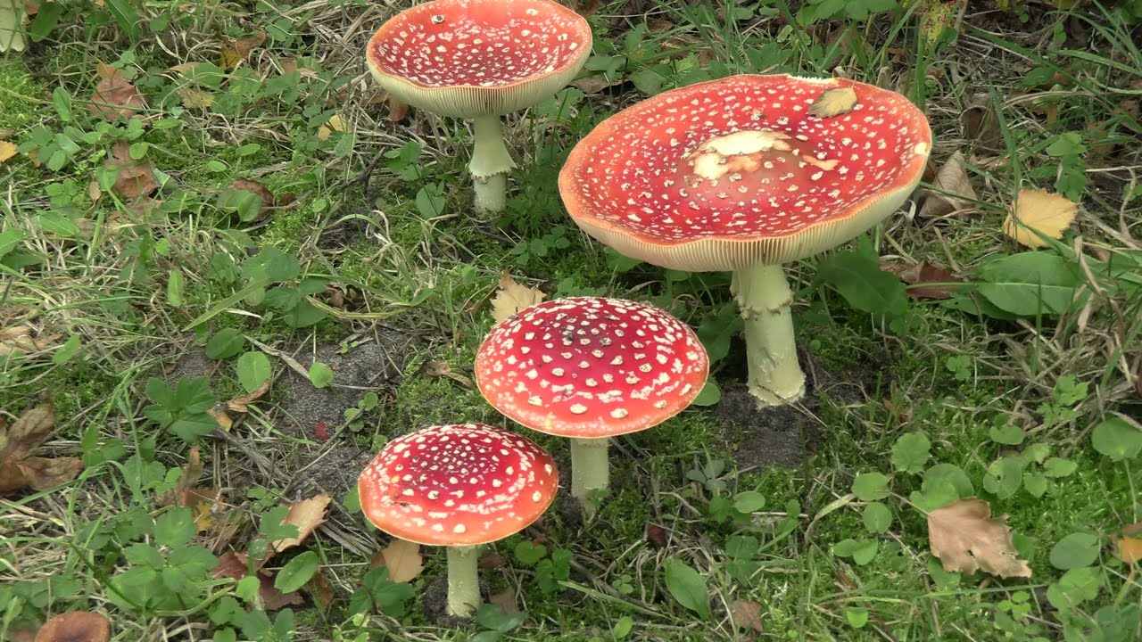 20251002 De Heveringen met o.a. Vliegenzwammen