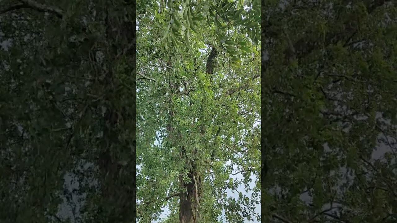 Summer Breeze with Dalbergia sissoo or North Indian rosewood&nbsp;or&nbsp;Shisham