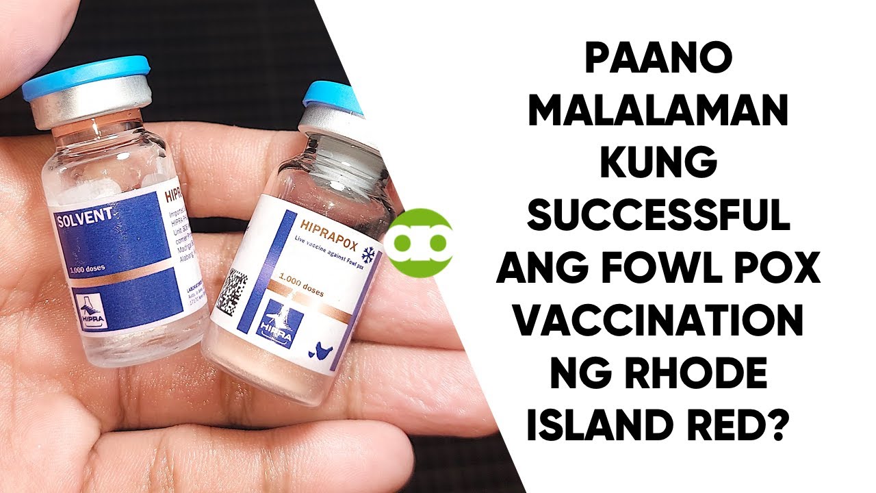 Paano Malalaman Kung Successful ang Fowl Pox Vaccination ng Rhode Island Red?