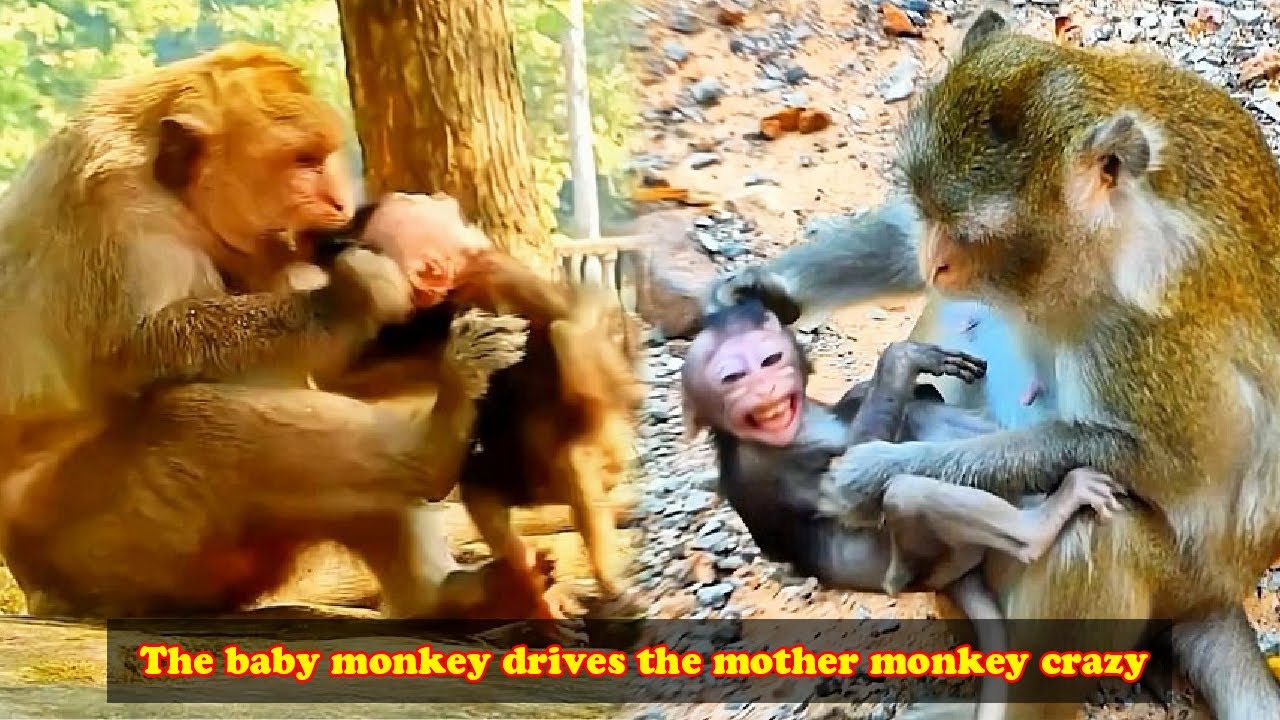 The mother monkey seemed to go crazy with her stubborn child.