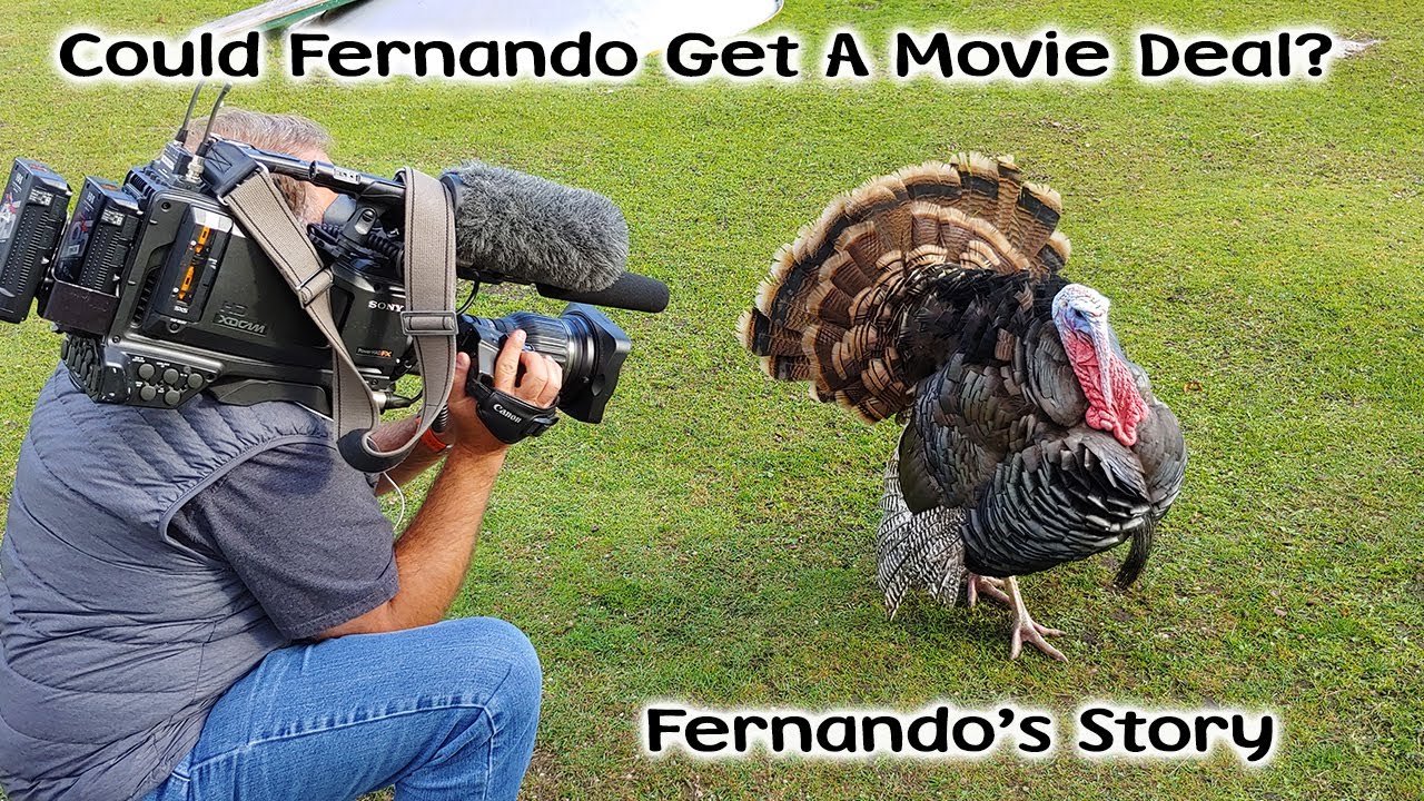 Is He The Most Famous Turkey? - Fernando's Story