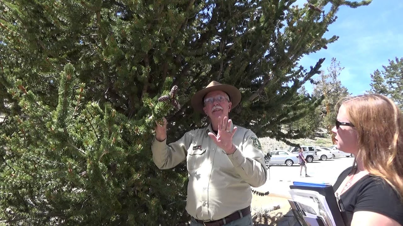 Ancient Bristlecone Pines National Forest