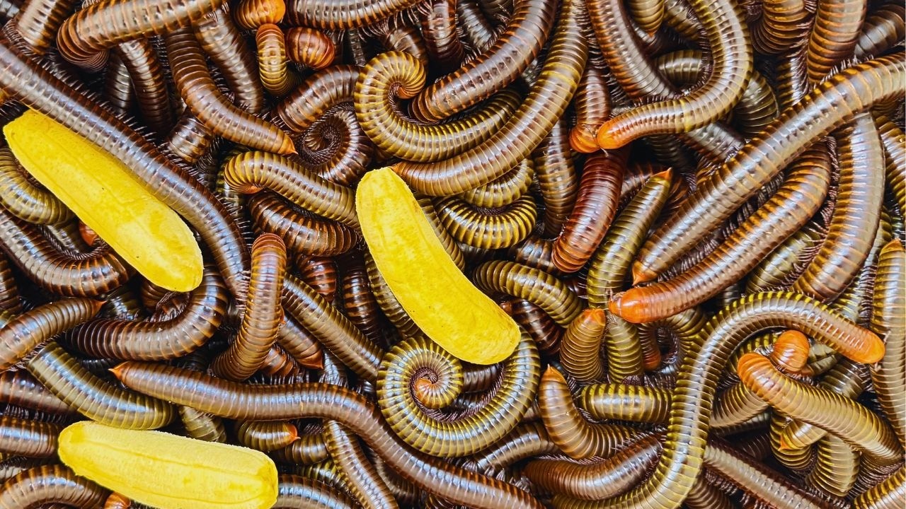 Catch millipedes on the trees mountiant/ Amazing Millipede Catching Skills