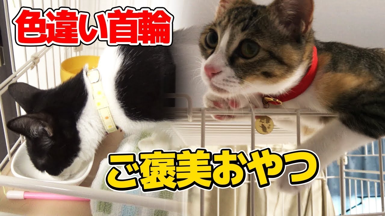 首輪もへっちゃらな新入り子猫：おつたま4日目