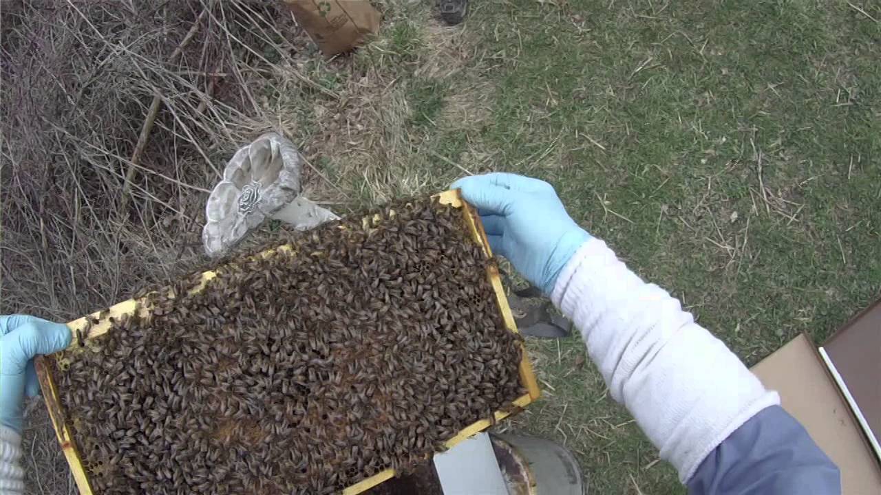 How To Install a Honey Bee Nuc