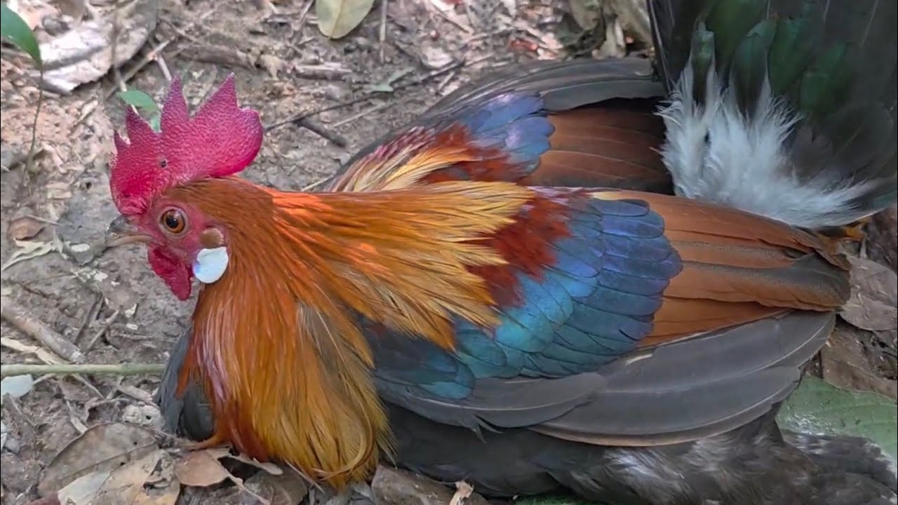 BẪY GÀ SẢY...DÙM ĐỨA EM.