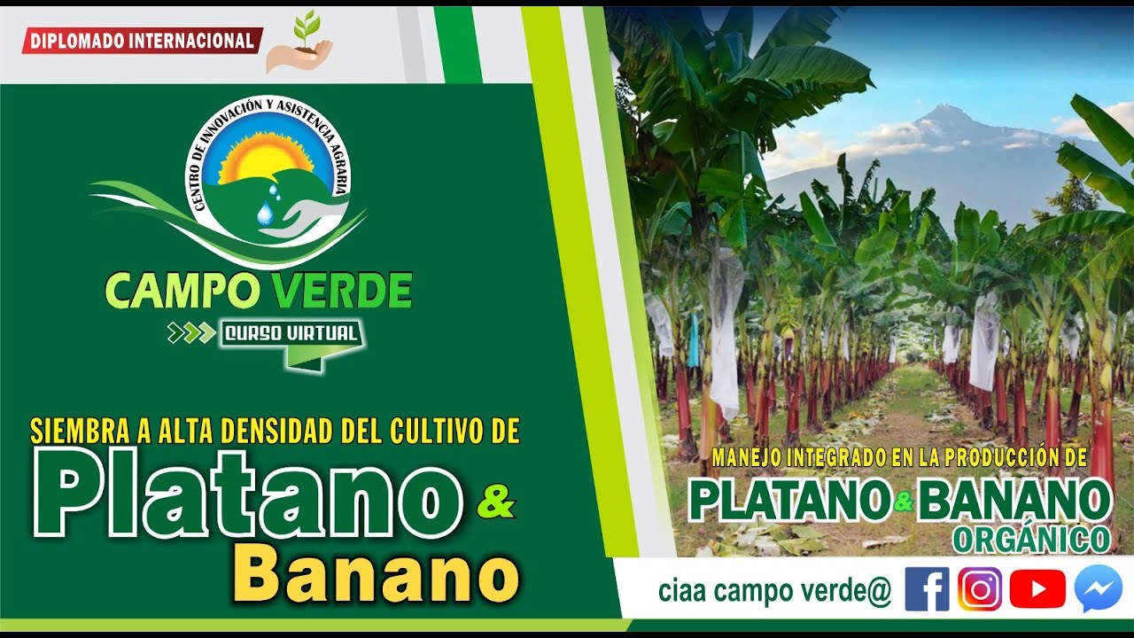 📢📣✅ SIEMBRA A ALTA DENSIDAD DEL CULTIVO DE PLATANOS Y BANANO