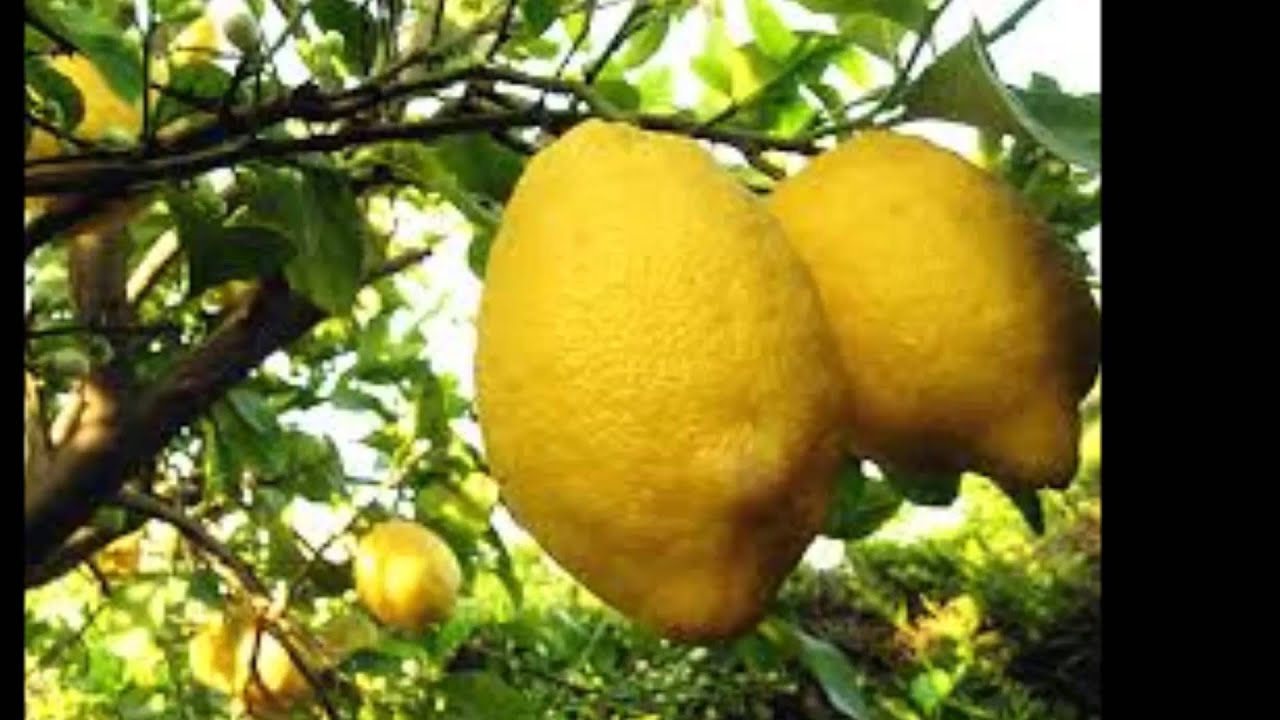 I limoni - Eugenio Montale