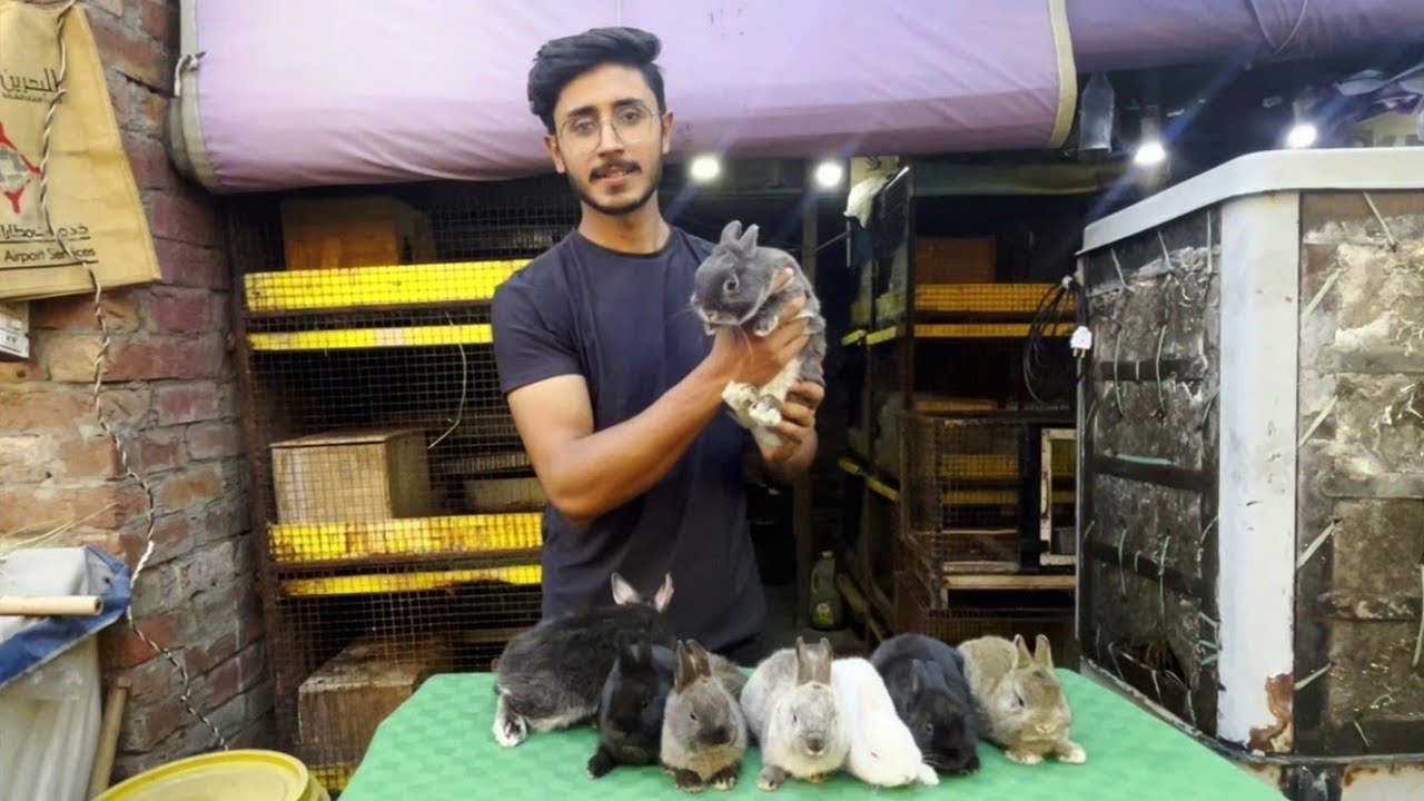 AJ Saray Netherland dwarfs Dikha Diye 😍 | Fancy Rabbits | Daily Vlog | Aftab Ahmad