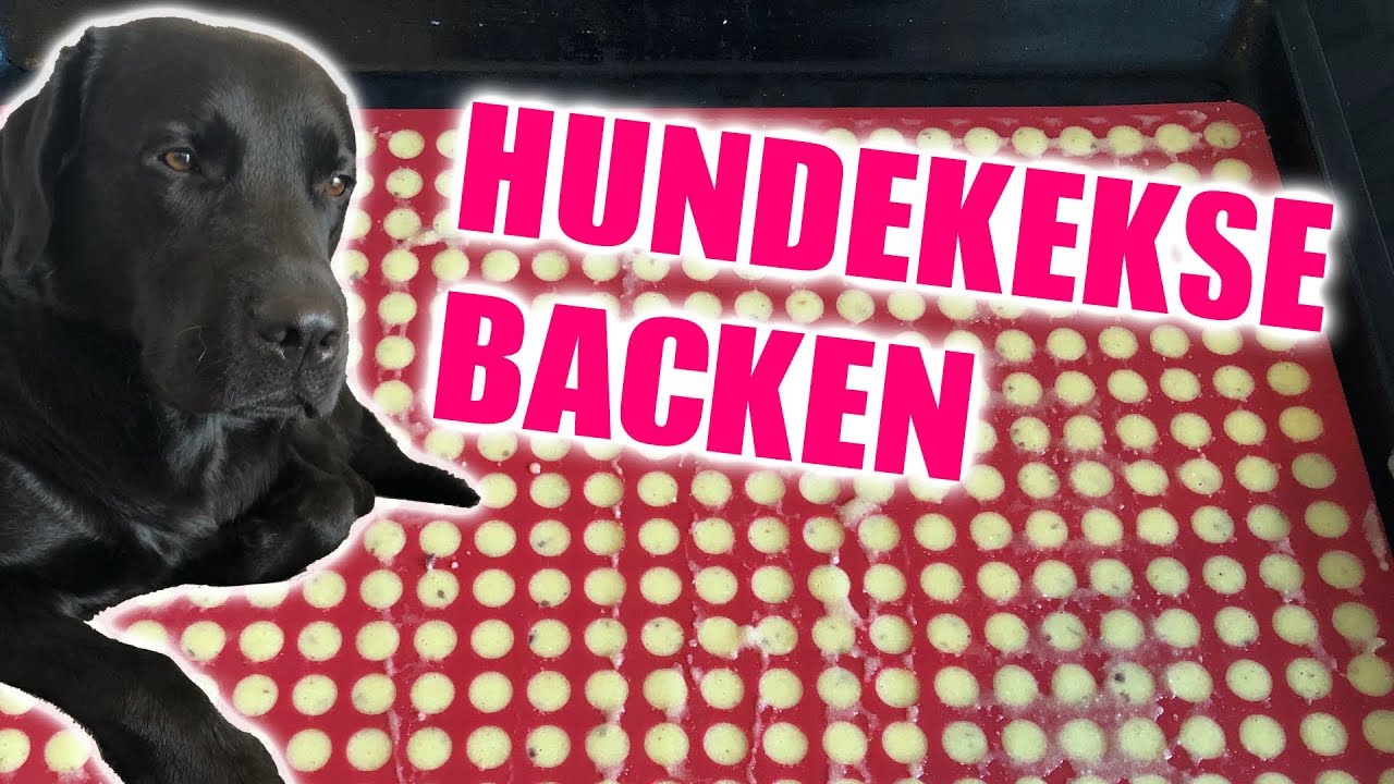 Cedric der Labrador - 33 | Hundekekse backen