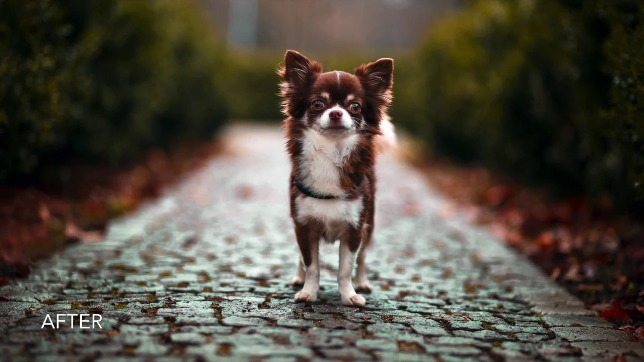 Dog Photography - Lightroom & Photoshop editing