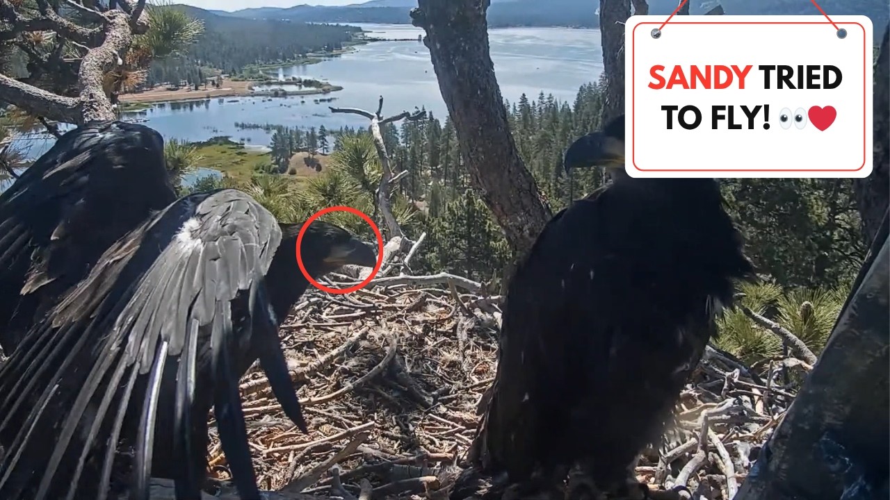 Sandy Tested His Wings 👀 First Flight Coming Soon?!