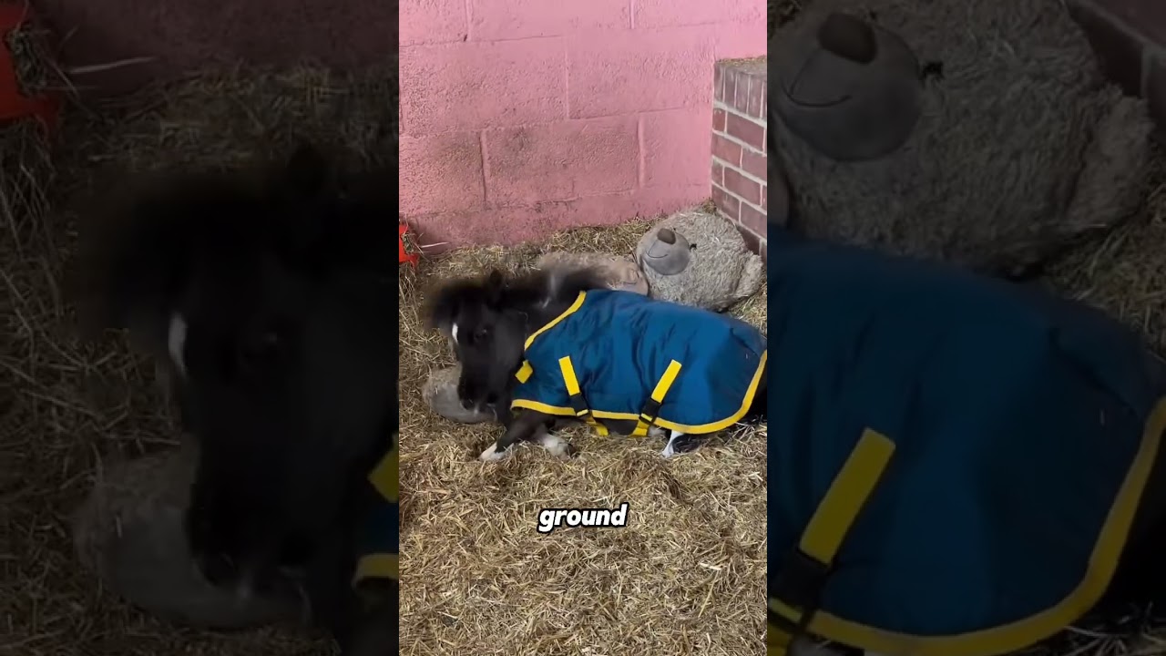 Пони Лошадь 🐴🥰 #животные #мило #смешно #шорты