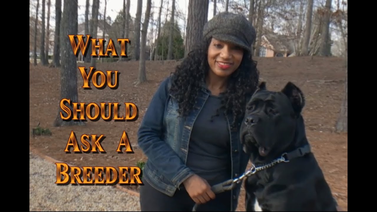 Top 3 questions to ask a Cane Corso Breeder
