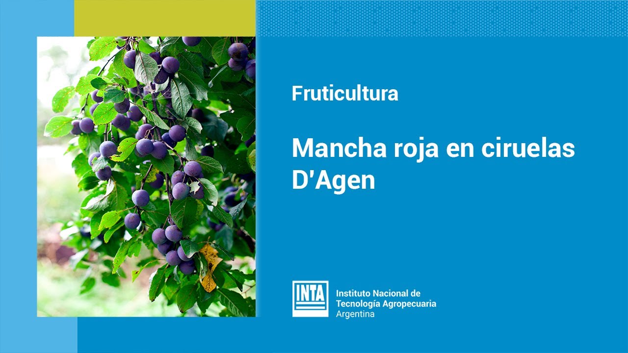 Mancha roja en ciruelas D'Agen