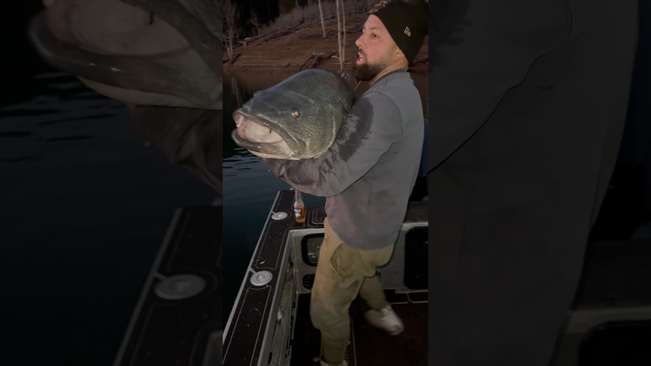 Releasing giant Murray cod