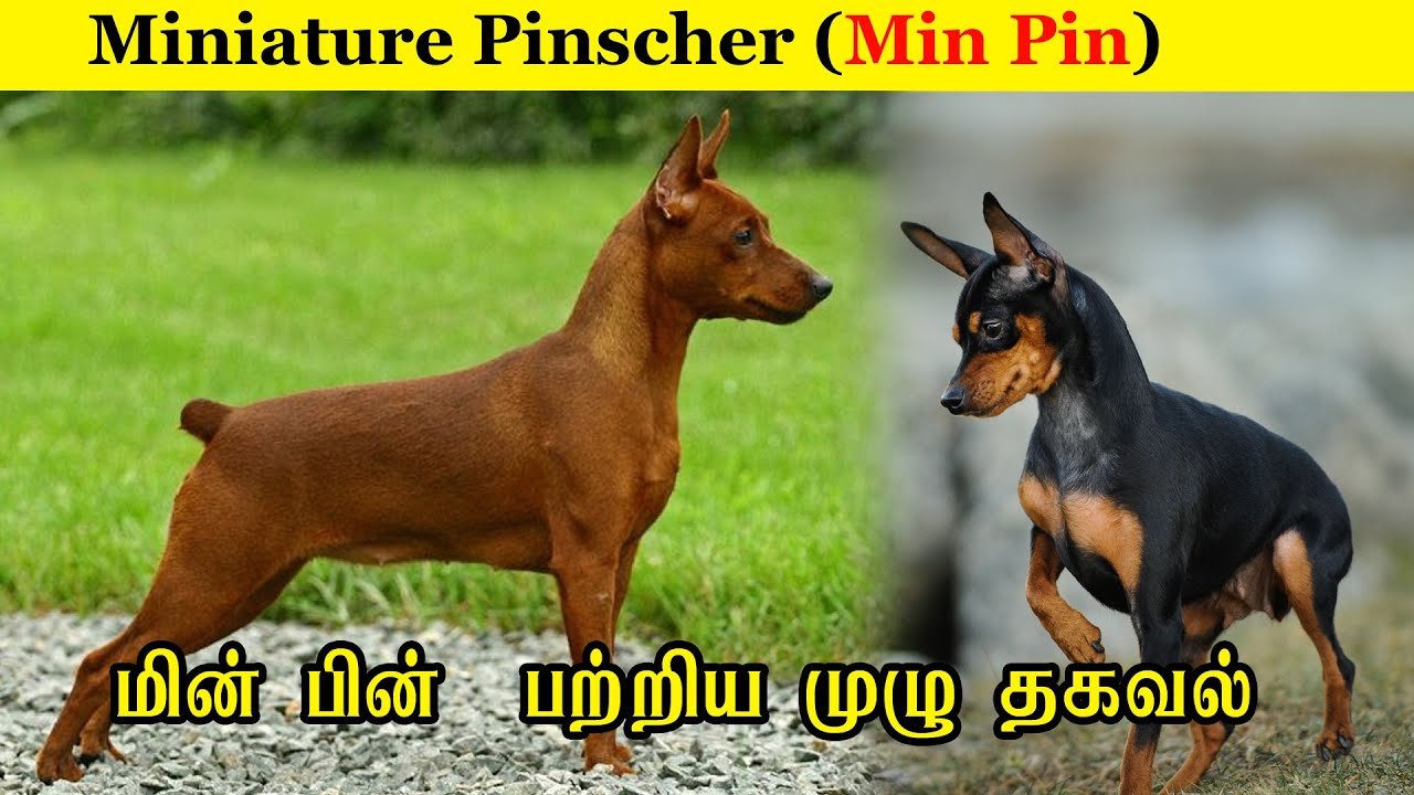 Miniature Pinscher  Min Pin / பற்றிய  முழு  தகவல் /  Dog Breed Profile / JIJO KENNEL