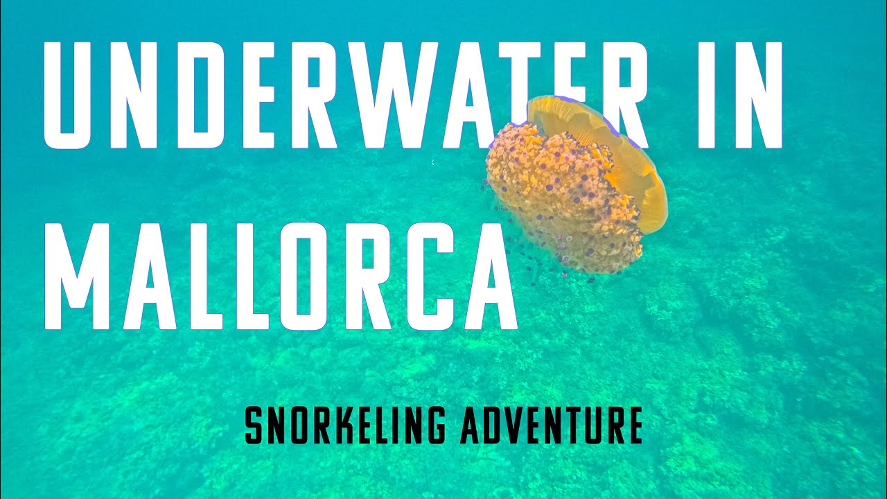 Snorkeling in Mallorca – Discover the Stunning Underwater Life 🌊🐠