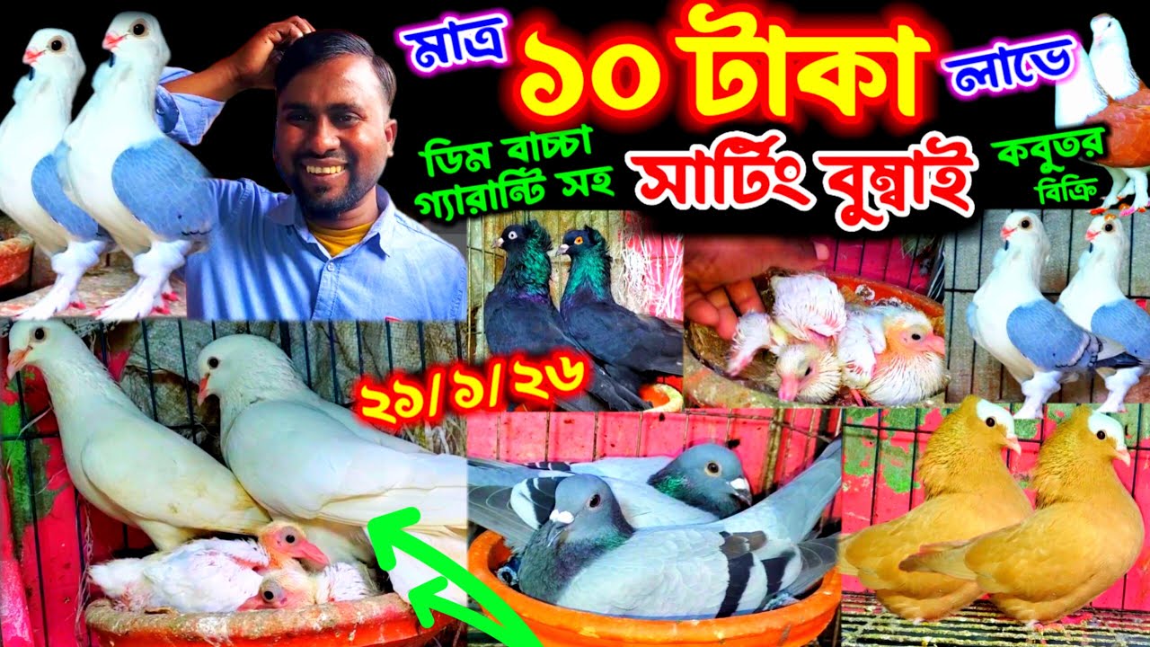 ১০ টাকা লাভে কবুতর বিক্রি || শতভাগ ডিম বাচ্চা গ্যারান্টি সহ পানির দামে কবুতর কিনুন || কমদামে কবুতর |