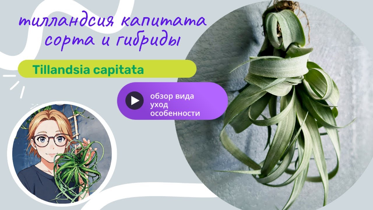 Тилландсии Капитаты Tillandsia Capitata, обзор видов, содержание и уход.