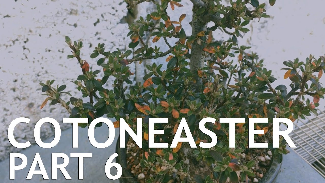 Cotoneaster Bonsai, 6