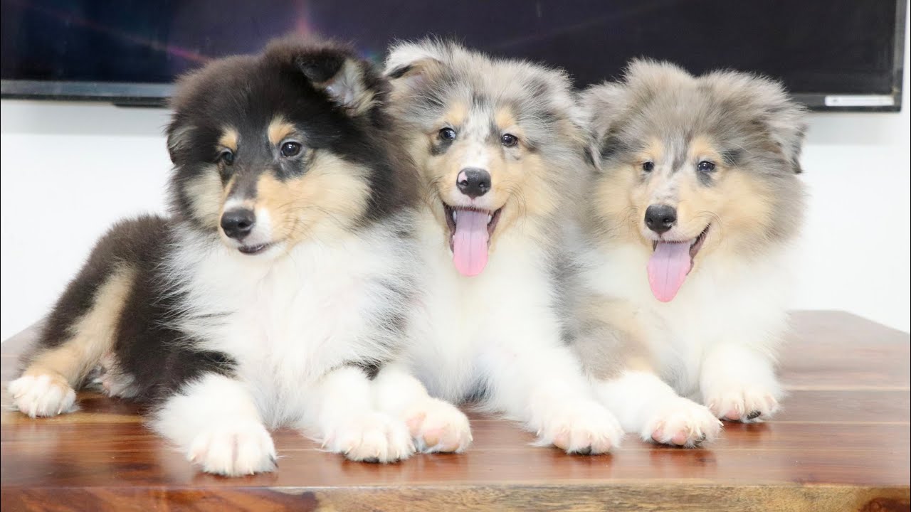 Rarest Rough Collie Puppies in India | Russia Import Rough Collie Dog in India | Sunrise Kennel