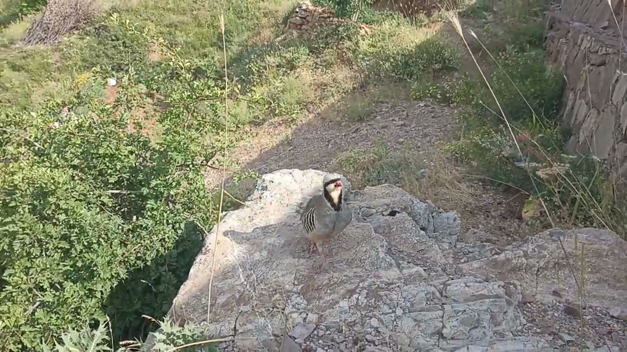 dişi Keklik Erkek Keklik Çiftleşme (muhteşem video) Abone olmayı unutmayın