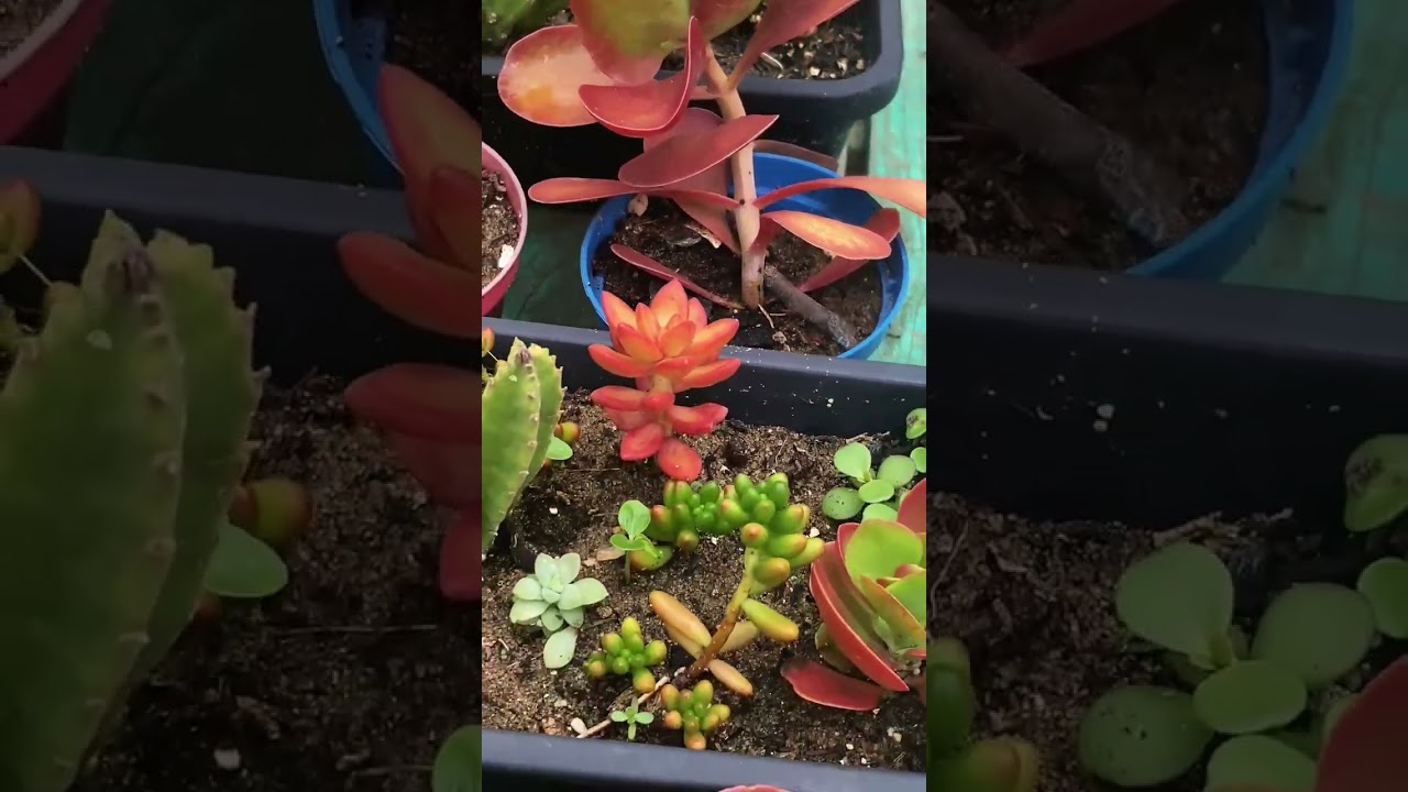 O Movimento Hipnotizante do Verde: Assista e Se Apaixone! #suculentas #verdeemcasa
