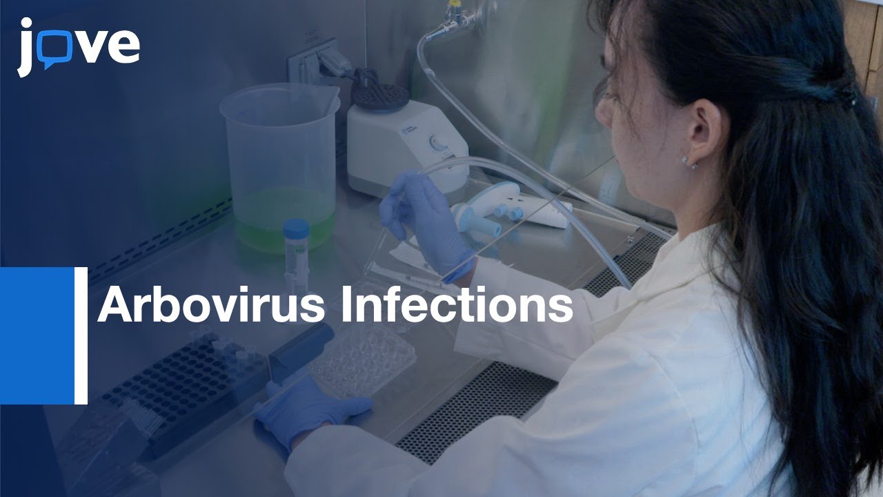 Arbovirus Infections to Screen Immunomodulators and Antiviral Factors | Protocol Preview