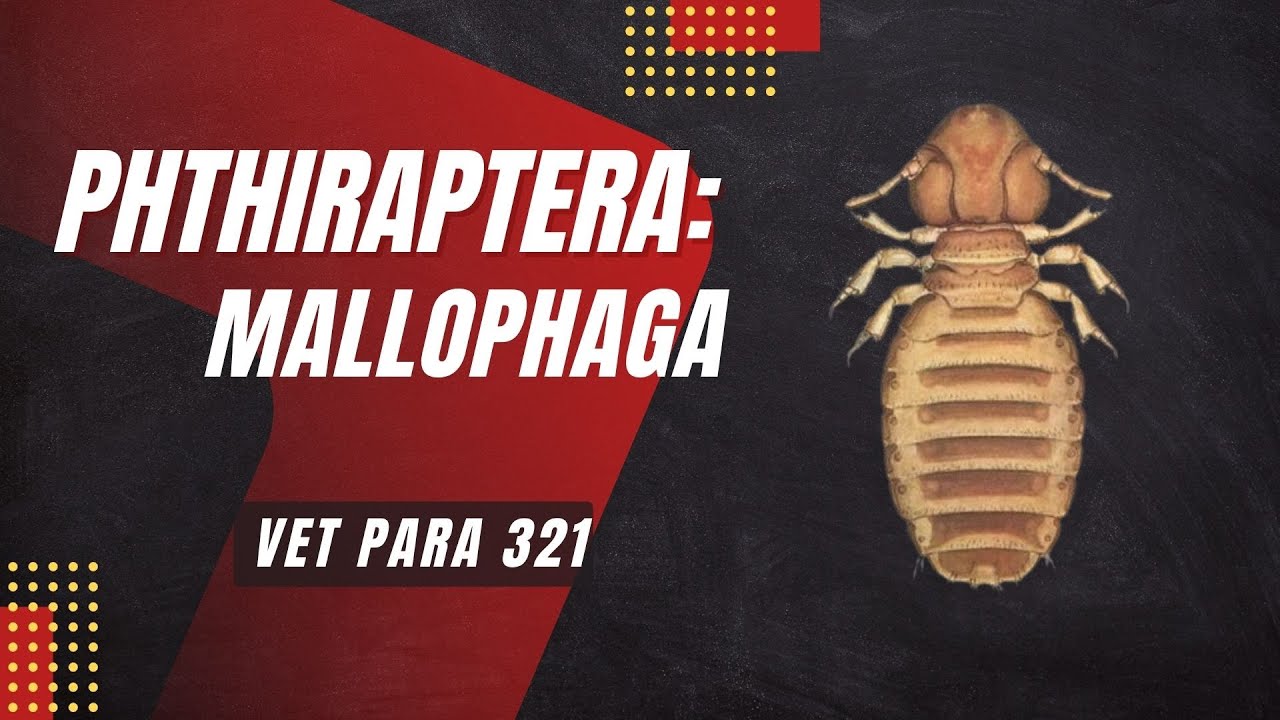 VET PARA 1 | Order Phthiraptera (Lice): Mallophaga | Chapter 7.1