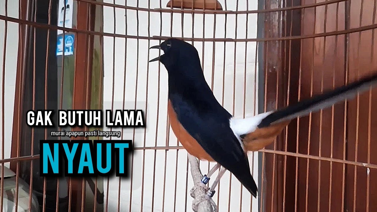 murai batu gacor AMPUH buat PANCINGAN murai batu agar bunyi JADIKAN burung murai gacor EMOSI NYAUT