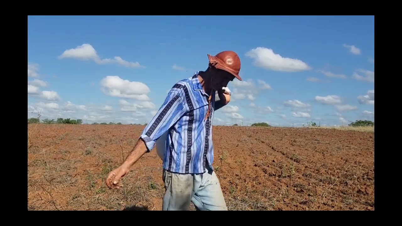 PLANTANDO CAPIM BUFFEL