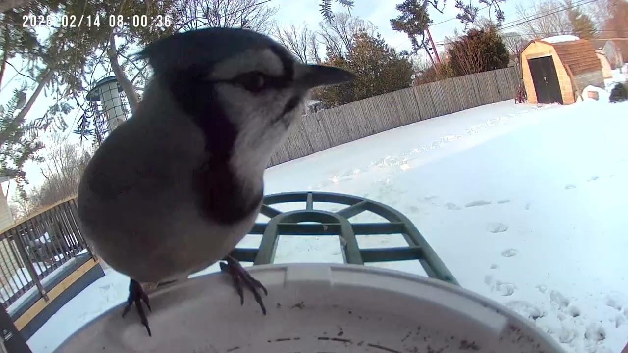 Cardinals, Sparrows, and More on Bird Feeder Cam 2K #birds #birdsforcatstowatch #birdidentification