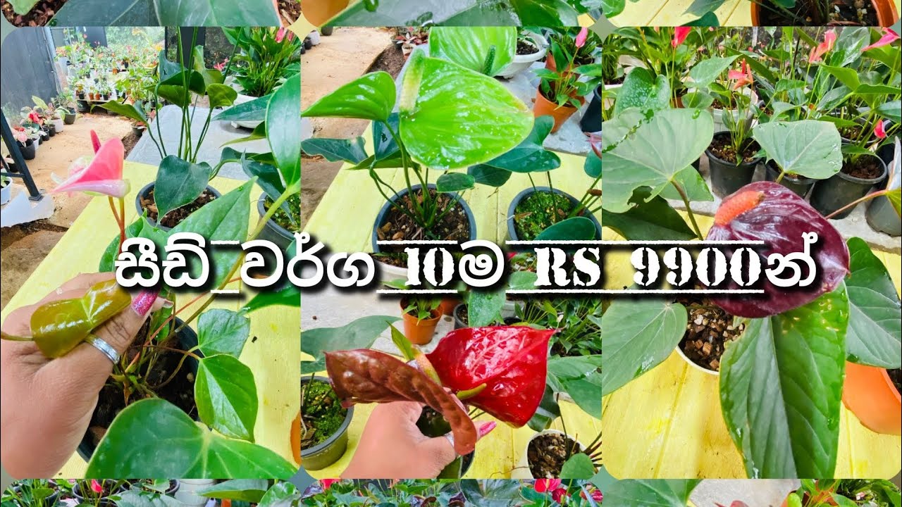 2483 🤎පුදුම ලස්සන සීඩ් ප්ලාන්ට් 10ක් rs 9900න් 0764090776