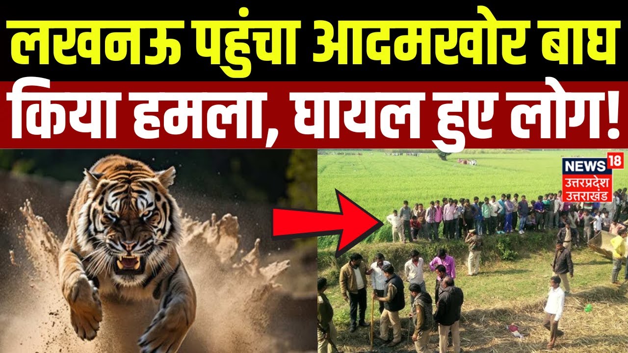 Lucknow News: लखनऊ पहुंचा आदमखोर बाघ, किया हमला, घायल हुए लोग! | Hindi News | Top News | UP News
