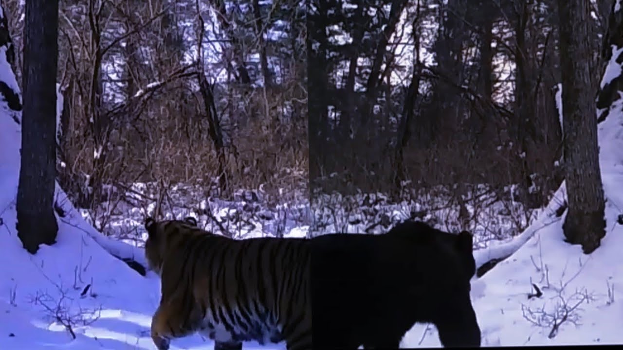 Amur tiger is looking for a black bear while a large male shatun brown bear follows his tracks.