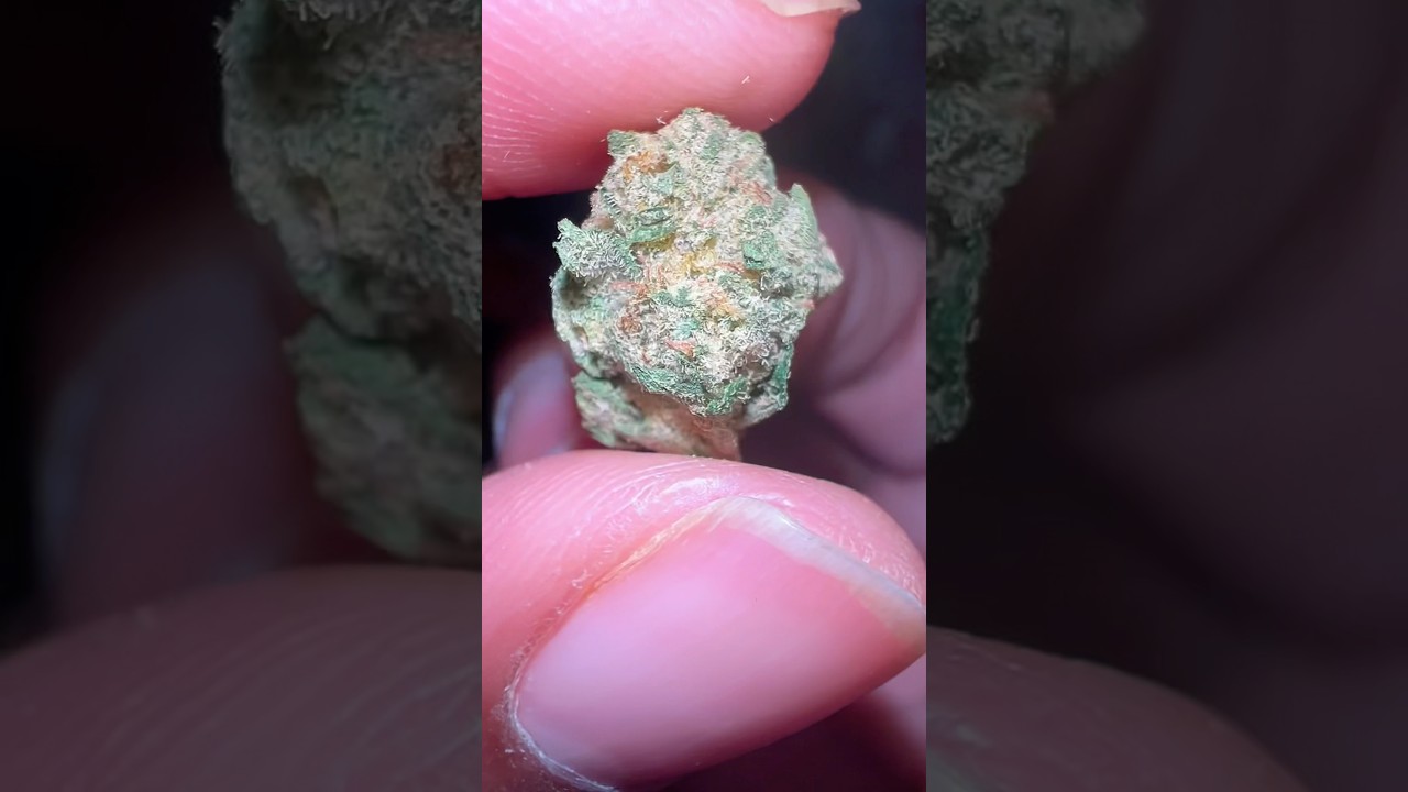 Sunset Sherbert  from BOOM #subscribe #freetheplant #420community #review #boom #sunsetsherbert
