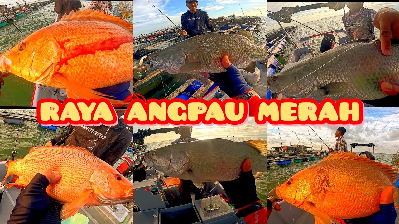 MEMANCING SANGKAR KUALA GULA RAYA MERAH SIAKAP