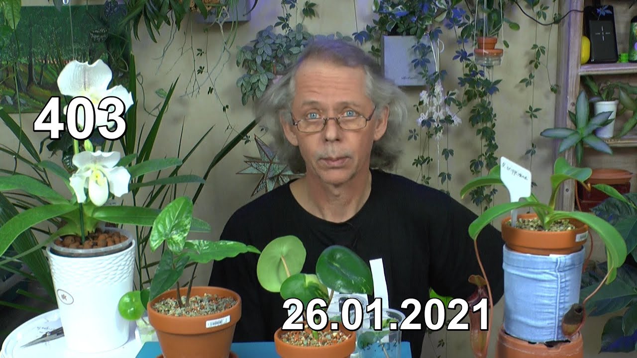 Mega Pflanzenklimbim in der Anzucht, Vermehrung und Pflege. Entdecke die Möglichkeiten mit Pflanzen