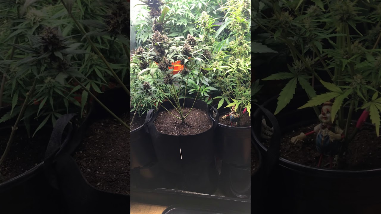 Transplanting Cannabis planta while in the flowering stage