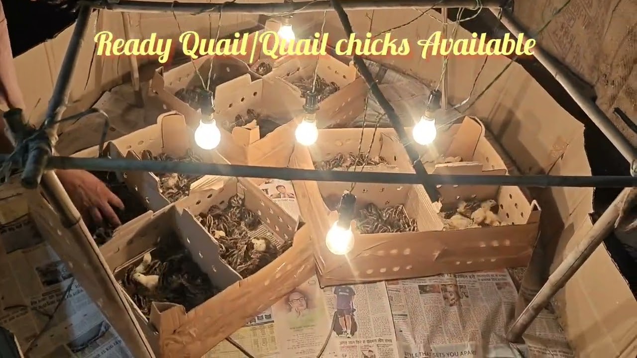 #Quail#quailfarming #Finally Quail Chicks ka second lot farm pe aa gaya