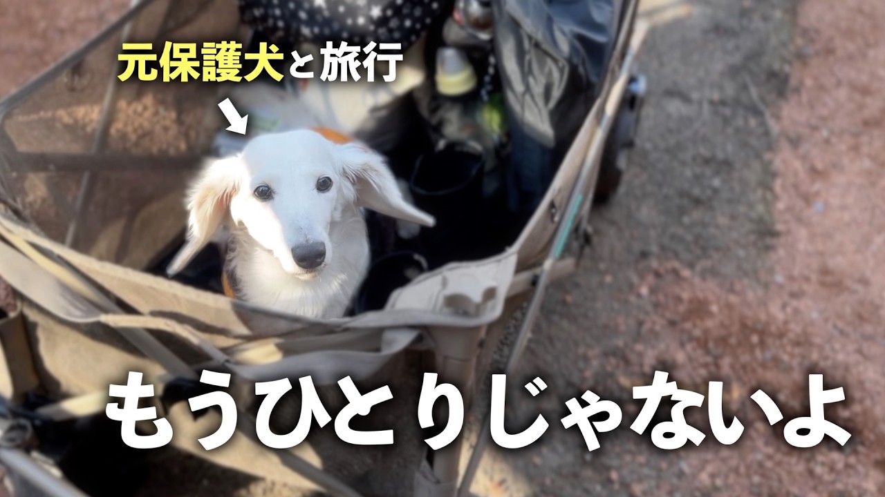 ずっとひとりぼっちで生きてきた元保護犬と旅行に行きました【後編】