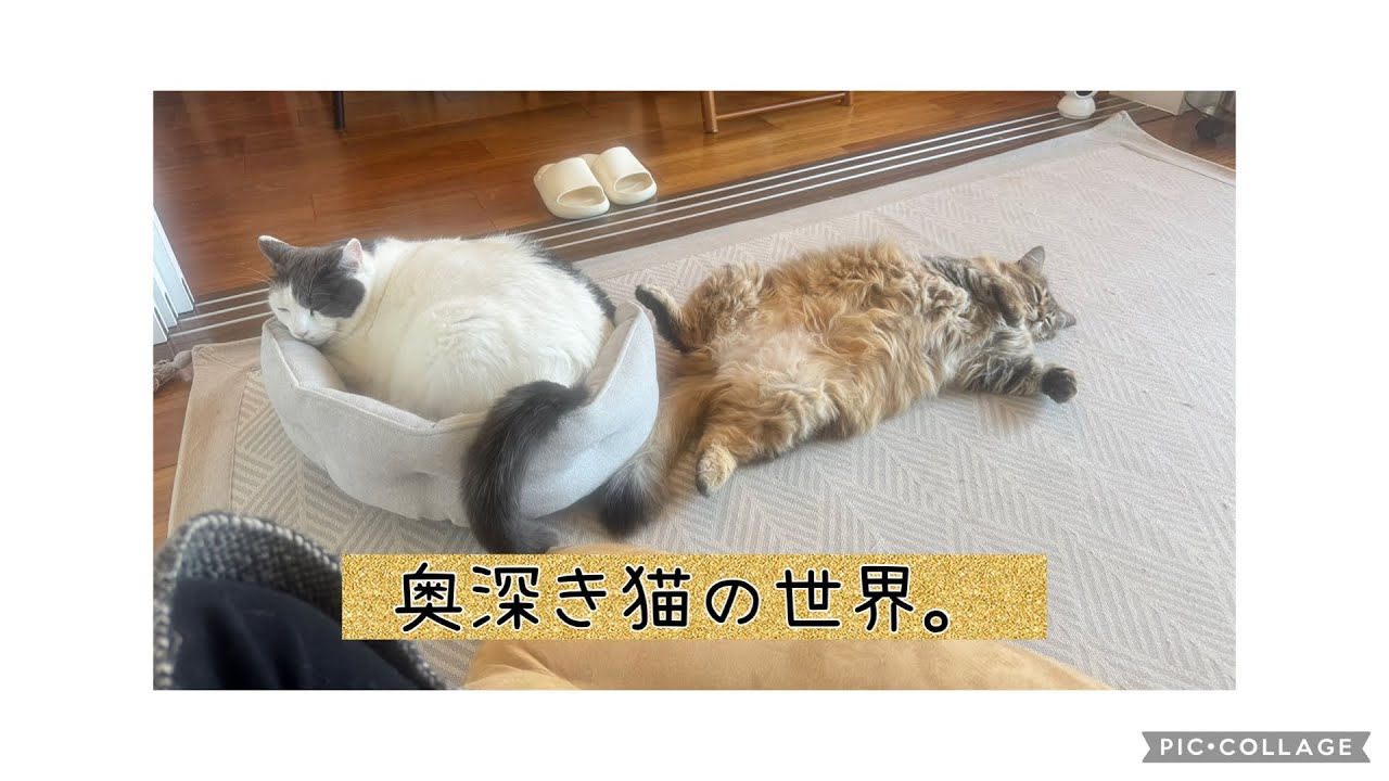 日曜ねこ劇場/Sunday Cat Theater 1/11