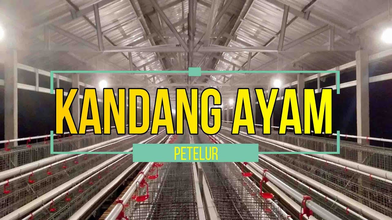 KANDANG AYAM PETELUR II Pekerjaan pasang talang pakan, lampu kandang, neppel dan box air minum
