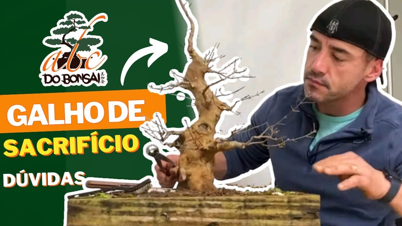GALHO DE SACRIFÍCIO | DÚVIDAS