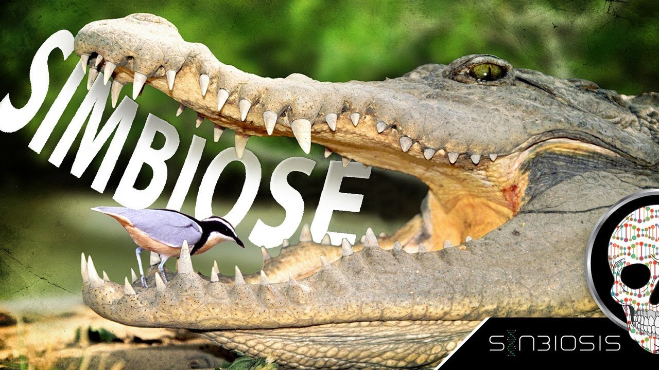 SIMBIOSE - SinBiosis #9