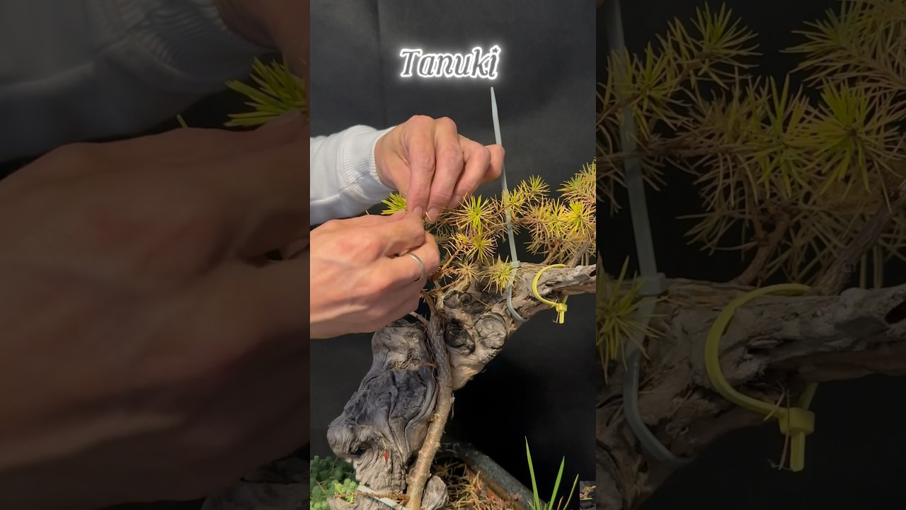 Larch Tanuki bonsai #bonsaiuk #bonsaijapan #bonsaigarden #tree #gardendesign #indoorbonsai #plants