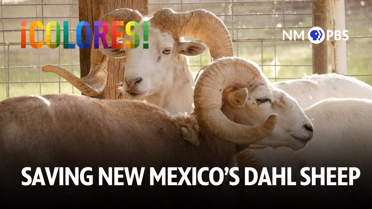 Saving New Mexico’s Dahl Sheep