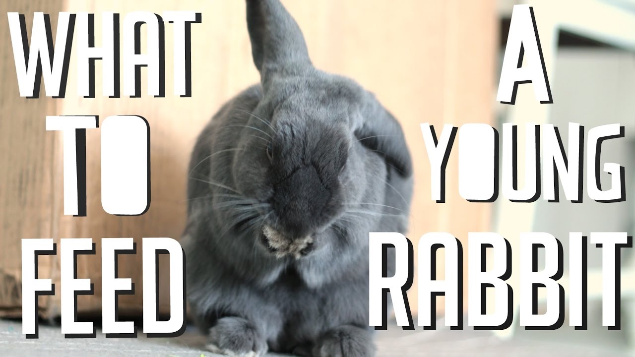 What To Feed A Young Rabbit