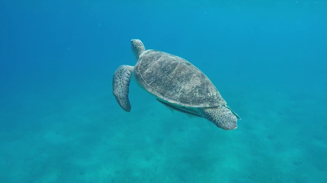 Snorkeling with green sea turtles in Abu Dabbab bay, Marsa Alam, Egypt